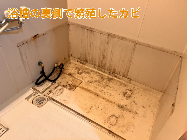 浴槽の裏側で繁殖したカビ